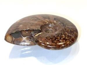 Ammonite Red Iridescent 8.5cm | Image 6