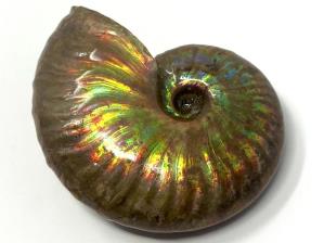 Ammonite Iridescent 5cm | Image 3