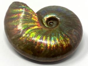 Ammonite Iridescent 4.7cm | Image 2