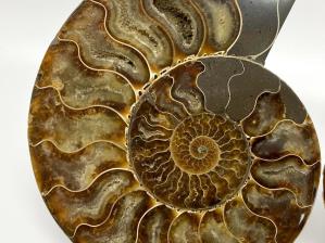 Ammonite Pair Large 19.8cm | Image 4