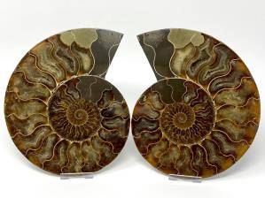 Ammonite Pair Large 19.8cm | Image 2
