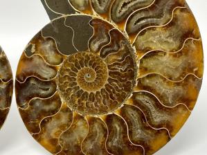 Ammonite Pair Large 19.8cm | Image 5