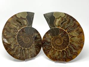 Ammonite Pair Large 19.8cm | Image 3