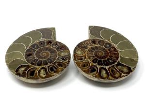 Ammonite Pair 6.8cm | Image 2