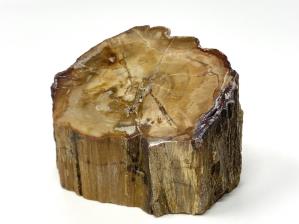 Fossilised Wood Branch Bevel Cut 8.2cm | Image 2