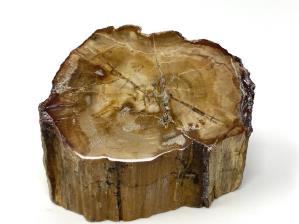 Fossilised Wood Branch Bevel Cut 8.2cm | Image 3