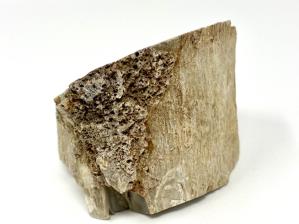 Fossilised Wood Branch Bevel Cut 8.5cm | Image 3