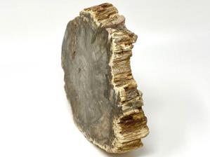 Fossilised Wood Branch 19.5cm | Image 4