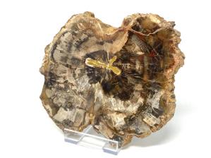Fossilised Wood Slice 20cm | Image 3