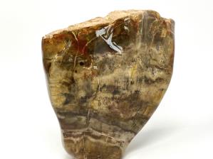 Fossilised Wood Freeshape 14.3cm | Image 3