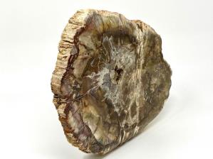 Fossilised Wood Branch 24.5cm | Image 3
