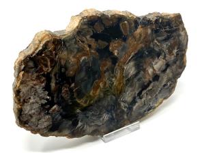 Fossilised Wood Slice 19.8cm | Image 4