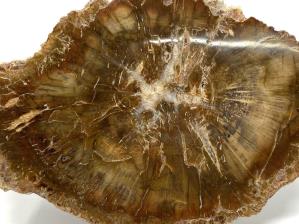 Fossilised Wood Slice 16.5cm | Image 3