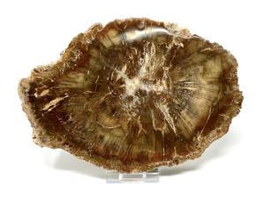 Fossilised Wood Slice 16.5cm | Image 4