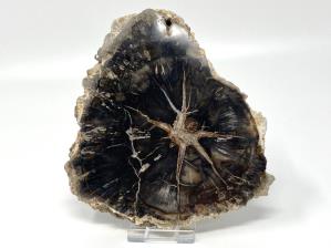 Fossilised Wood Slice 14.5cm | Image 3