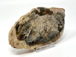 Fossilised Wood Slice 14cm  | Image 2