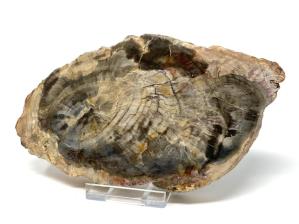 Fossilised Wood Slice 14cm  | Image 3