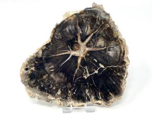 Fossilised Wood Slice 14.5cm | Image 2