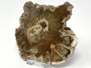 Fossilised Wood Slice 10.8cm | Image 3