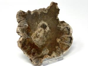 Fossilised Wood Slice 10.8cm | Image 2