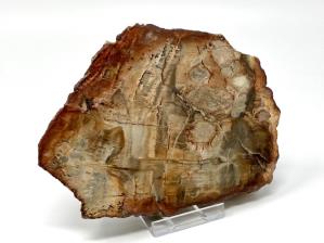 Fossilised Wood Slice 13.2cm | Image 2