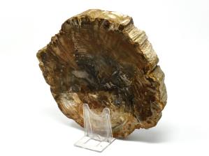 Fossilised Wood Branch End 18cm | Image 4