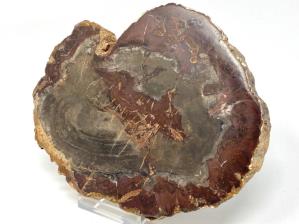 Fossilised Wood Slice 13.2cm | Image 4