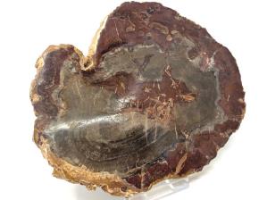 Fossilised Wood Slice 13.2cm | Image 3