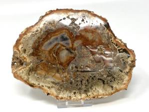 Fossilised Wood Slice 15.1cm  | Image 3