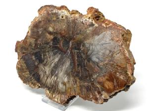Fossilised Wood Slice 19.5cm | Image 4