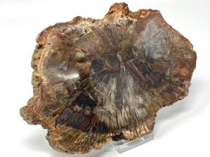 Fossilised Wood Slice 19.5cm | Image 2