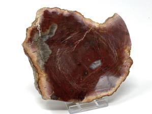 Fossilised Wood Slice 11.5cm | Image 2