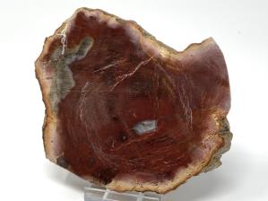 Fossilised Wood Slice 11.5cm | Image 3