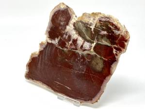 Fossilised Wood Slice 20.5cm | Image 3