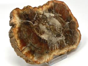 Fossilised Wood Slice 14.5cm | Image 3