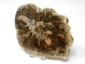 Fossilised Wood Slice 16.3cm | Image 3