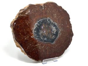 Fossilised Wood Slice 30.5cm | Image 2