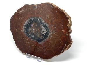 Fossilised Wood Slice 30.5cm | Image 3