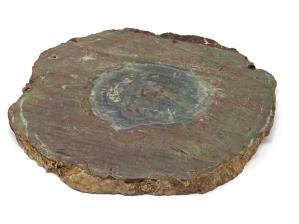 Fossilised Wood Slice 30.5cm | Image 4