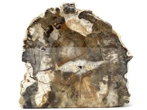Fossilised Wood Stand Up Branch End 15.3cm | Image 2