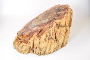Fossilised Wood Log bevel cut 16.5cm | Image 8
