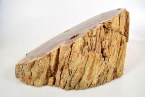 Fossilised Wood Log bevel cut 16.5cm | Image 3