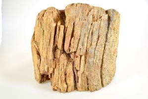Fossilised Wood Log bevel cut 16.5cm | Image 4