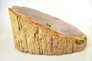 Fossilised Wood Log bevel cut 16.5cm | Image 5