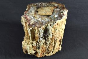 Large Fossilised Wood Log 27cm | Image 6