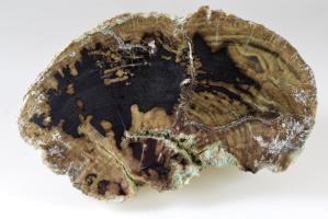Fossilised Wood Branch 12.6cm | Image 6