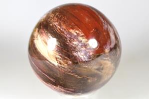 Fossil Wood Sphere 9.9cm | Image 2