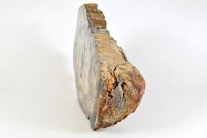 Fossilised Wood Branch 24cm | Image 3