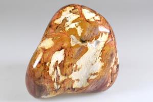 Fossil Wood Pebble Large 7.1cm | Image 2