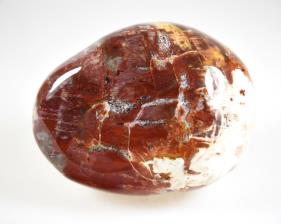 Fossil Wood Pebble Large 7.8cm | Image 2